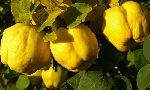 Klassischer Obstbrand mit stilvoller Flasche